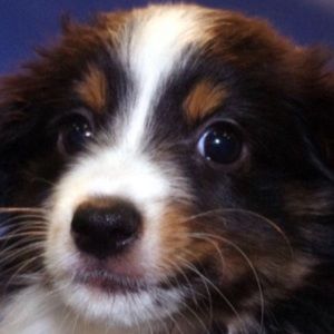 Meet your Posher, Abby